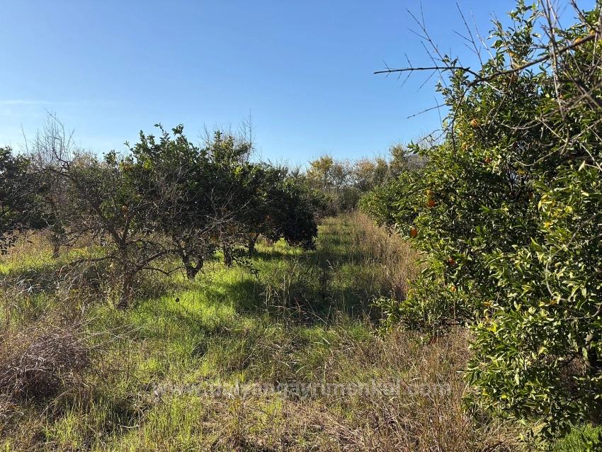 4.541 M² Großer Garten Zum Verkauf In Dalyan.