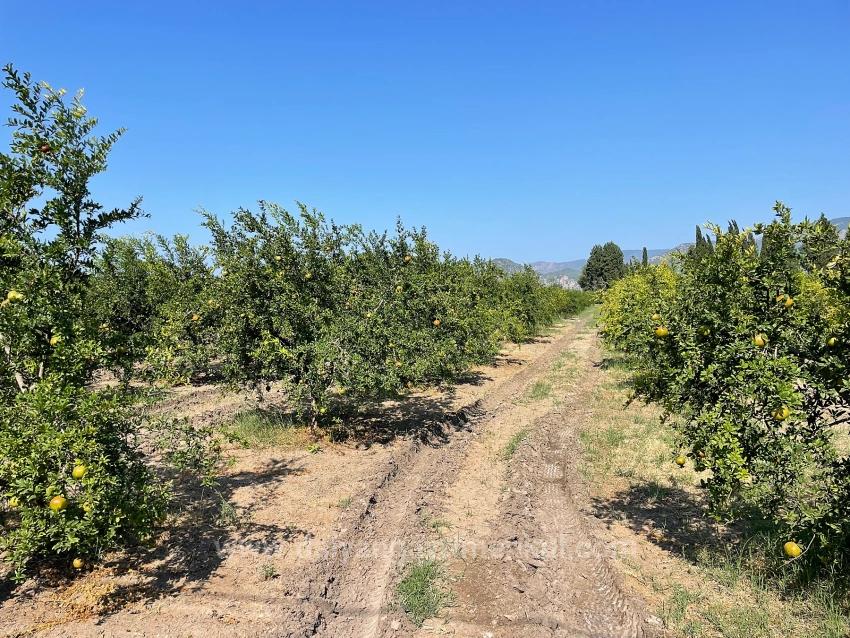 10.000 M² Großer Granatapfelgarten Zum Verkauf In Der Gegend Von Dalyan Arıkbaşı Gerendüzü.