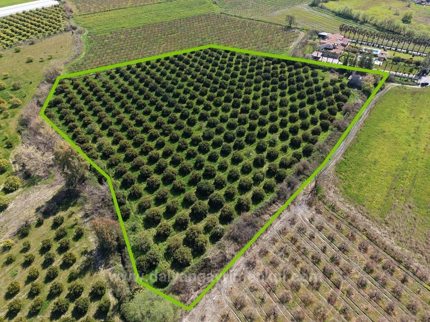 17.550 M2 Weinberg-Bahce Zum Verkauf In Der Nähe Des Dalyan Centers