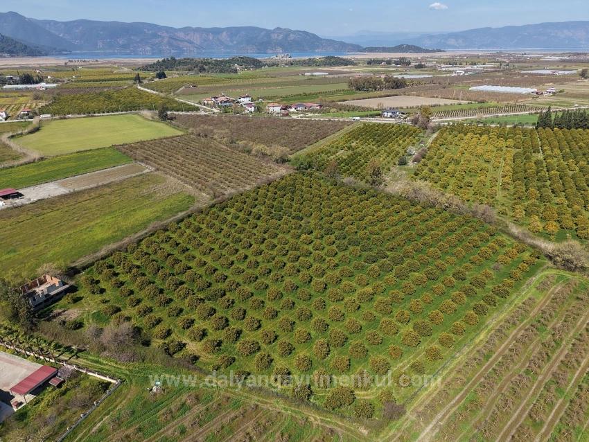 17.550 M2 Weinberg-Bahce Zum Verkauf In Der Nähe Des Dalyan Centers