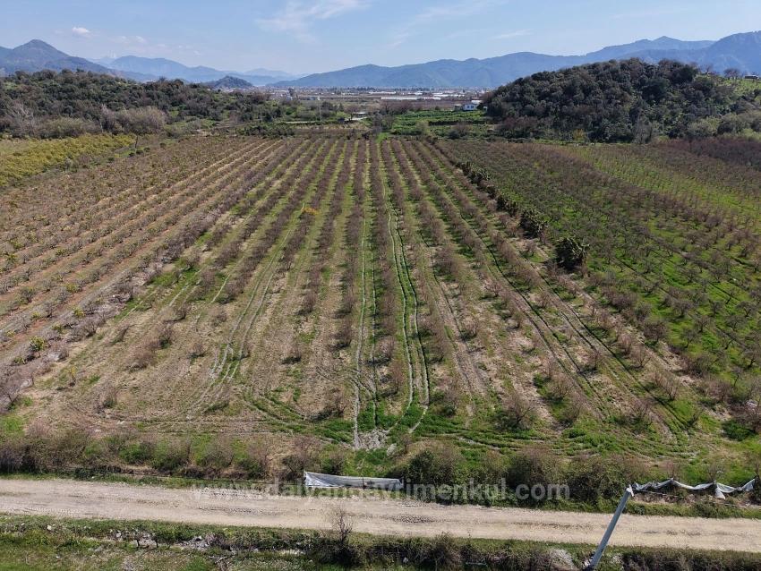 16.710 M² Granatapfelgarten Zum Verkauf Mit Seeblick In Eskiköy