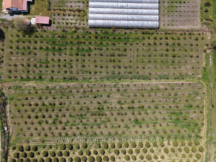 16.000 M² Großer Granatapfelgarten In Eskiköy Zu Verkaufen