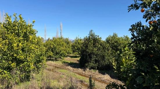 2.218M2 Grundstück Zum Verkauf In Okçular Marmarlı