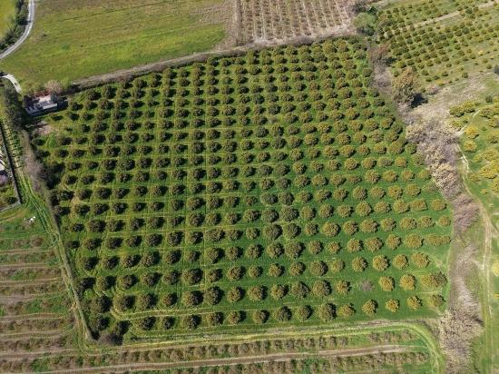 17.550 M2 Weinberg-Bahce Zum Verkauf In Der Nähe Des Dalyan Centers