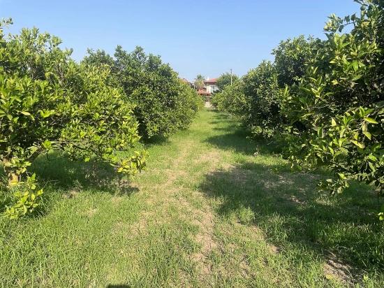 722M2 Grundstück Zum Verkauf In Dalyan Gülpınar