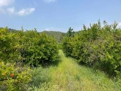 Feld Zu Verkaufen in Gökbel Bz. Ortaca - Gehäuse-Zonierung - 7.800 m²
