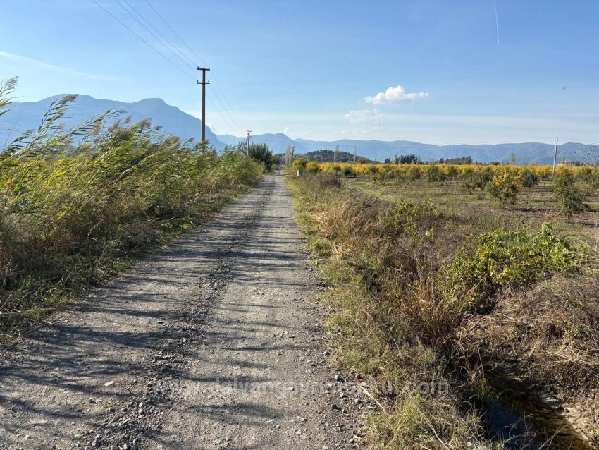 21500M2 Pomegranate Garden For Sale In Eskiköy