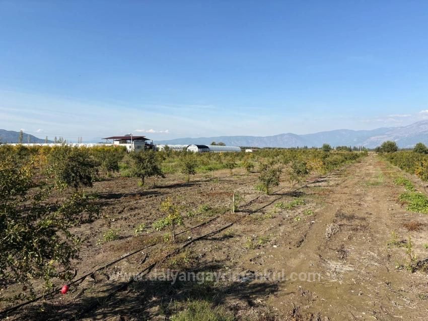 21500M2 Pomegranate Garden For Sale In Eskiköy