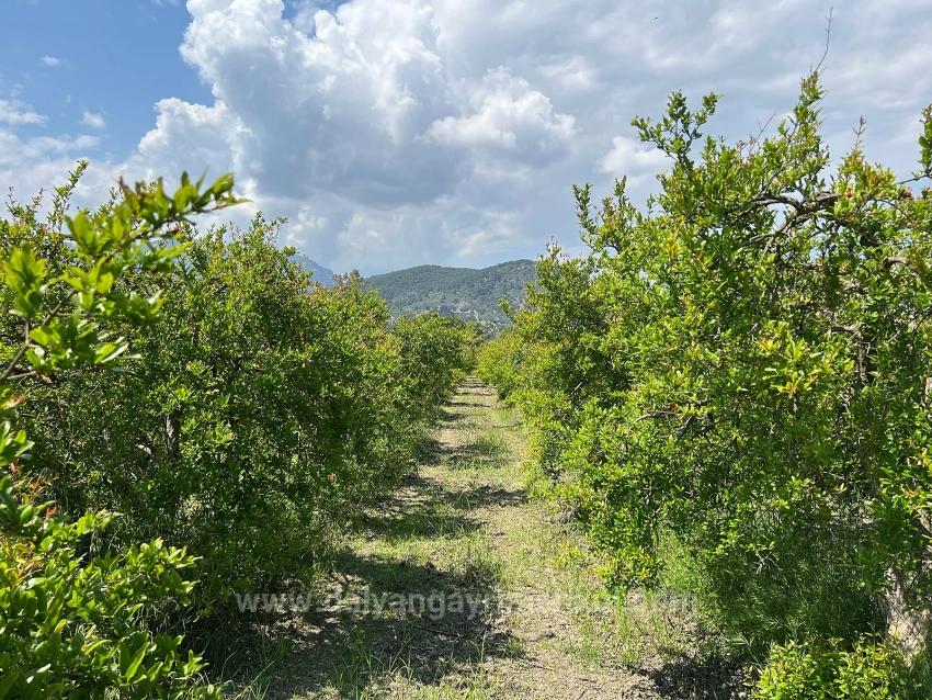 5,100 M² Plot Of Land For Sale In Dalyan, Maraş Area, Zoned For 5% Residential Use.