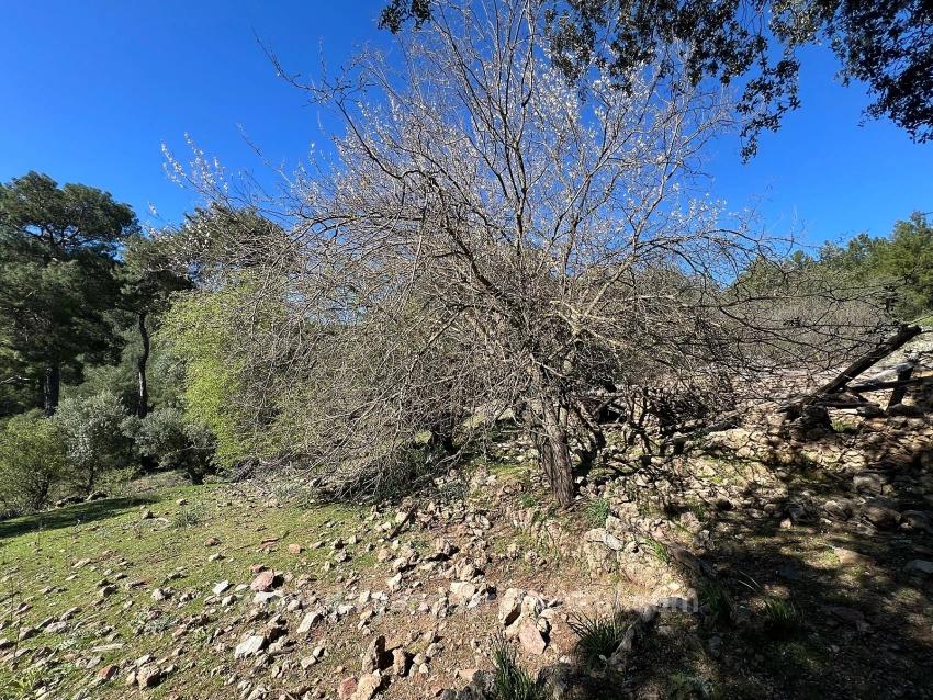 Land For Sale In Gökbel, Surrounded By Nature And Forest.