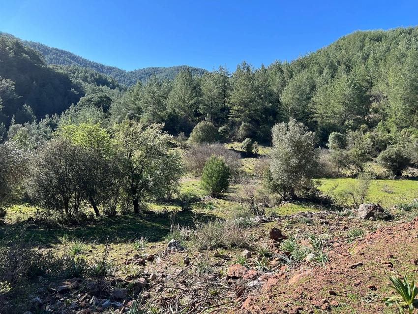 Land For Sale In Gökbel, Surrounded By Nature And Forest.