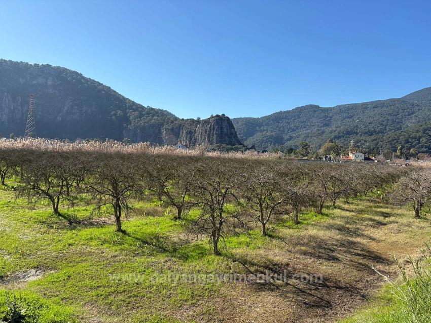5985M2 Plot Of Land For Sale In Dalyan, Zoned For 5% Vineyard/Orchard Use.