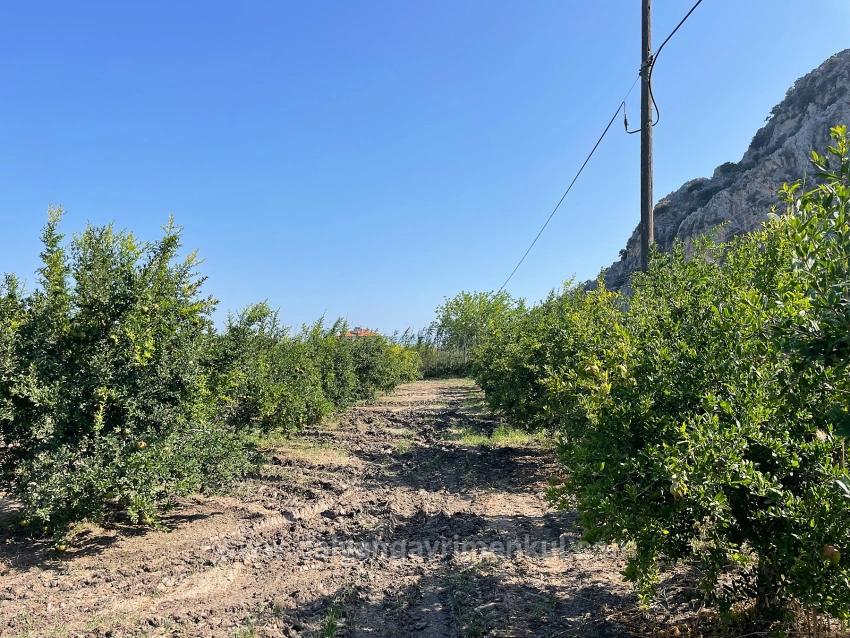 10,000 M² Pomegranate Orchard For Sale In Dalyan Arıkbaşı Gerendüzü Area.
