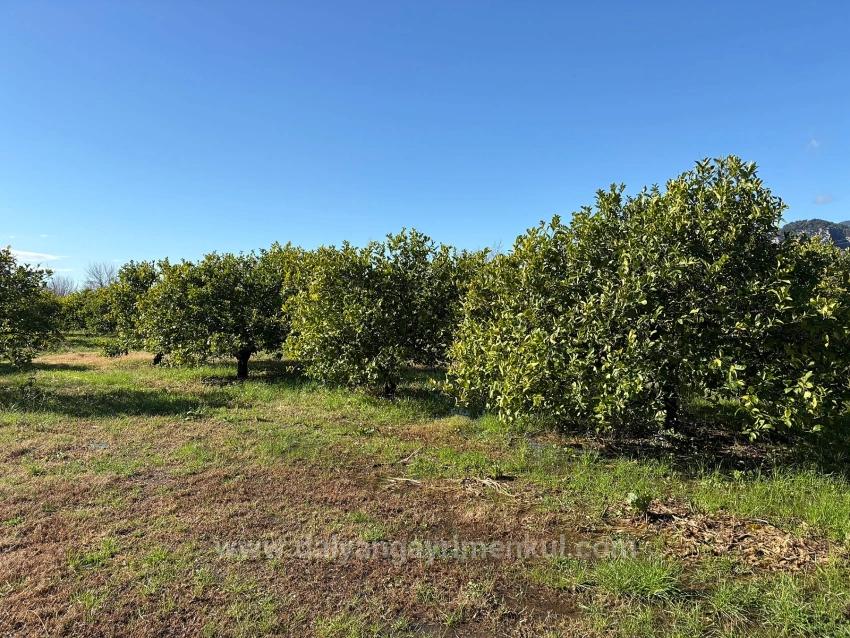 Lemon Orchard For Sale In Dalyan, 16,500 M²