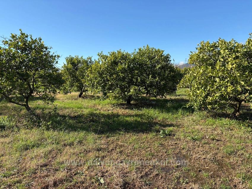 Lemon Orchard For Sale In Dalyan, 16,500 M²