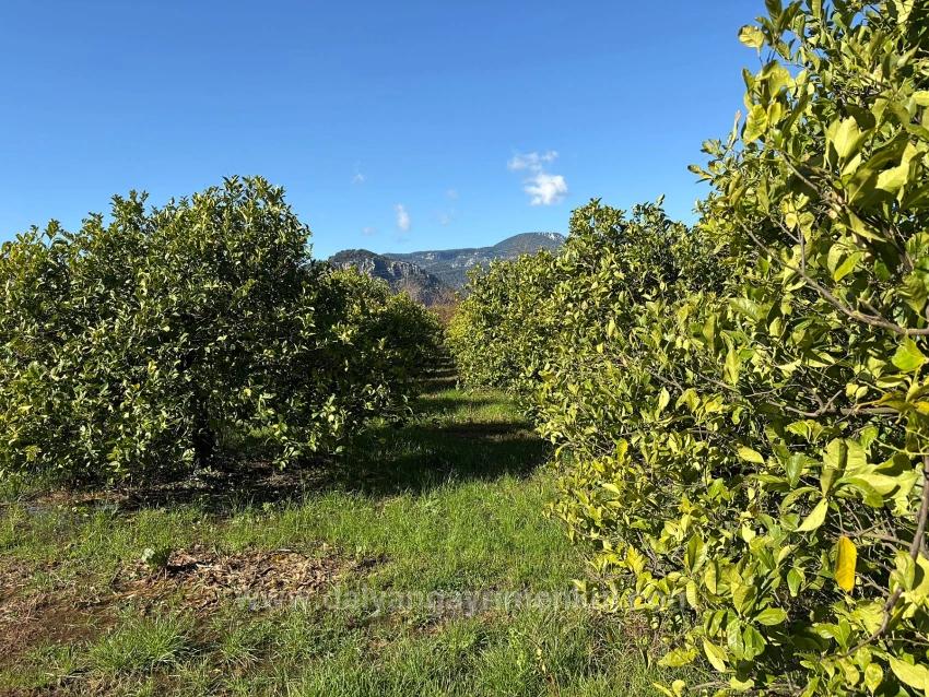 Lemon Orchard For Sale In Dalyan, 16,500 M²
