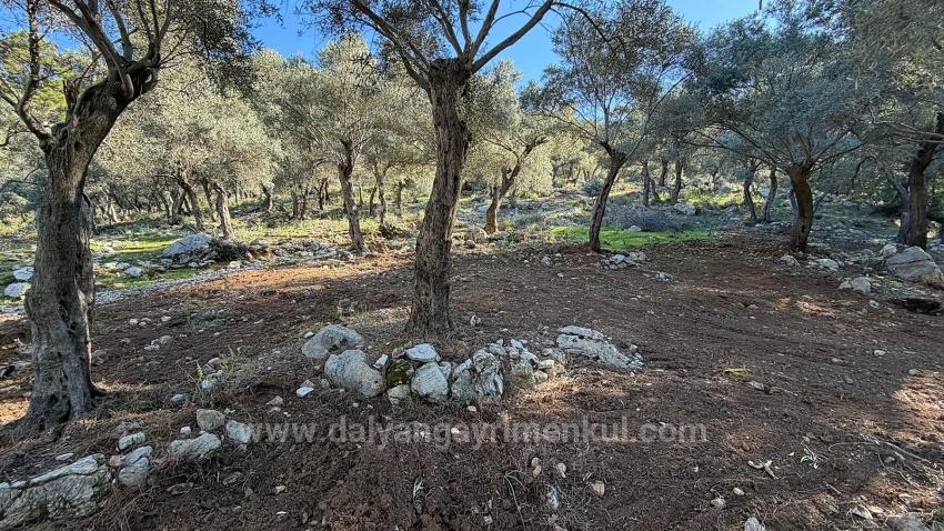 2B Field Of 5715M2 For Sale With Full Sea View In Çandır