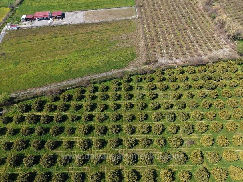 17.550M2 Vineyard-Bahce For Sale Close To Dalyan Center