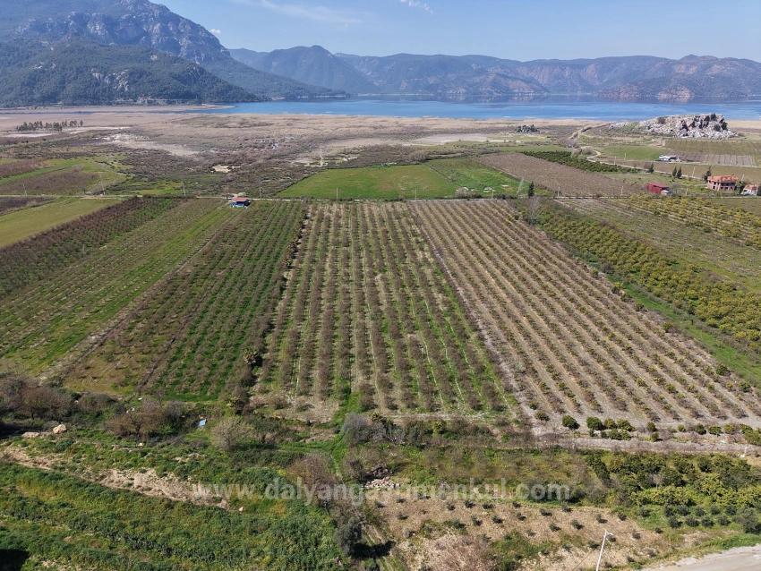 16.710M2 Pomegranate Garden For Sale With Lake View In Eskiköy