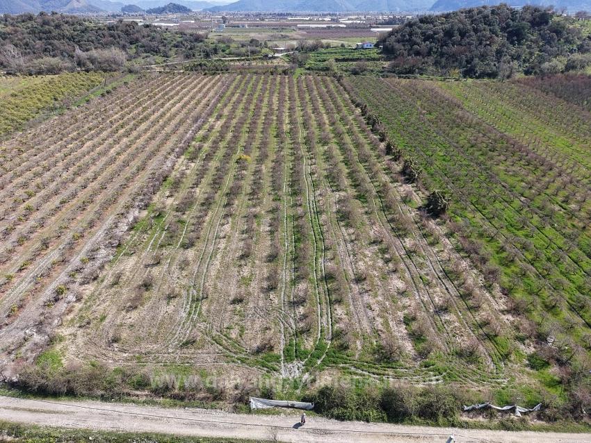 16.710M2 Pomegranate Garden For Sale With Lake View In Eskiköy