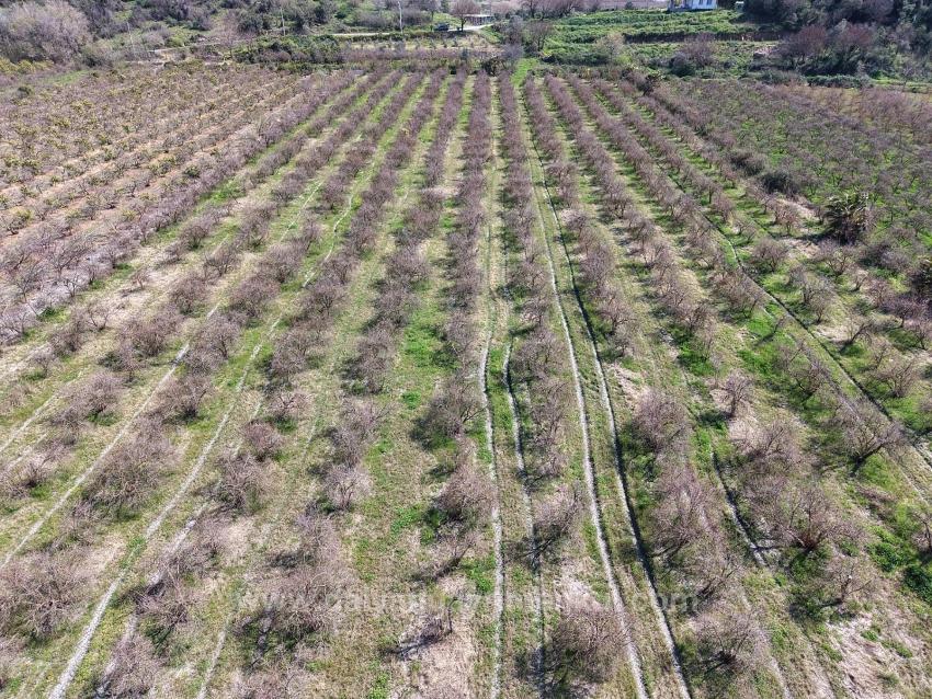 16.710M2 Pomegranate Garden For Sale With Lake View In Eskiköy