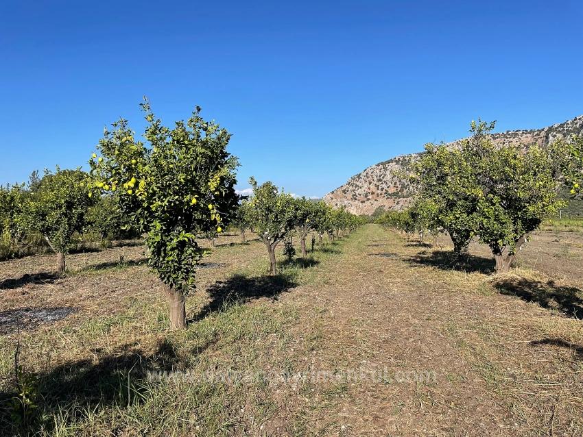 Field For Sale in Dalyan Nbh. Ortaca - Field Zoned - 6.600 m²