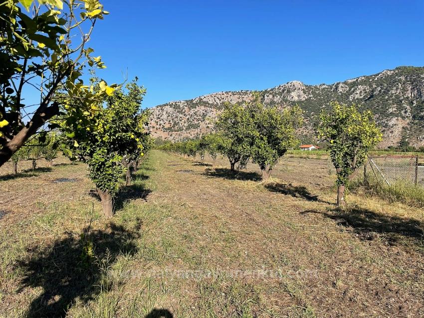 6600M2 Plot Of Land For Sale Near The Center Of Dalyan.
