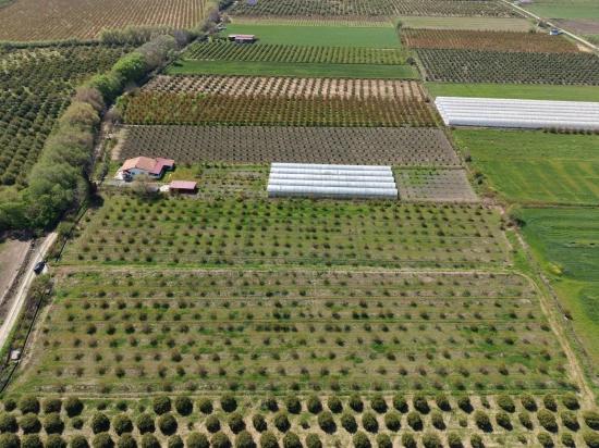 16,000 M² Pomegranate Orchard For Sale In Eskiköy