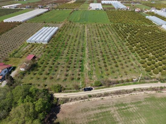 16,000 M² Pomegranate Orchard For Sale In Eskiköy