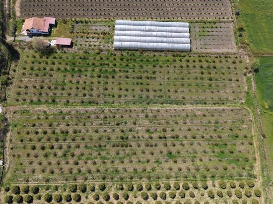 16,000 M² Pomegranate Orchard For Sale In Eskiköy