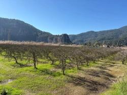 5985M2 Plot Of Land For Sale In Dalyan, Zoned For 5% Vineyard/Orchard Use.