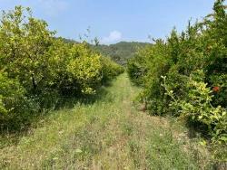 7800M2 Land For Sale In Gökbel, Next To Iztuzu Beach Road