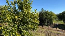 2.218M2 Land For Sale In Okçular Marmarlı