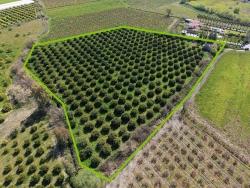 17.550M2 Vineyard-Bahce For Sale Close To Dalyan Center