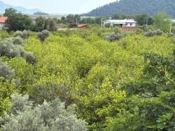 Field For Sale in Çandır Nbh. Köyceğiz - Field Zoned - 1.721 m²