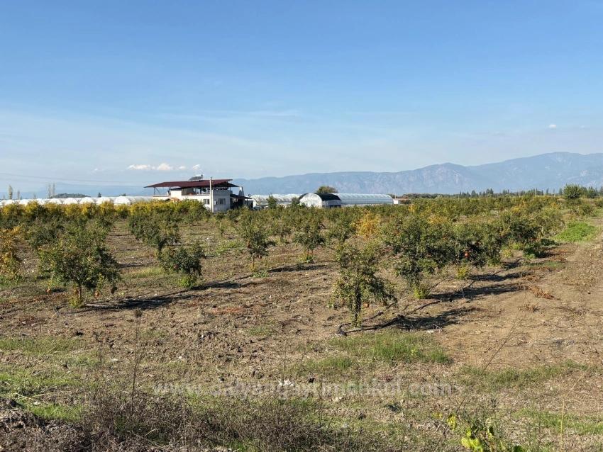 Гранатовый Сад Площадью 21500 М2 На Продажу В Эскикёе