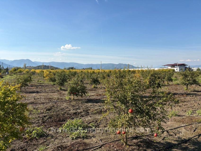 Гранатовый Сад Площадью 21500 М2 На Продажу В Эскикёе