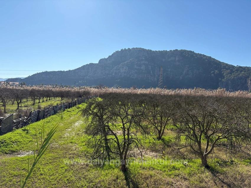 Продается Земельный Участок Площадью 5985 М2 В Дальяне, Зонированный Под Виноградник/Фруктовый Сад С 5% Площади.