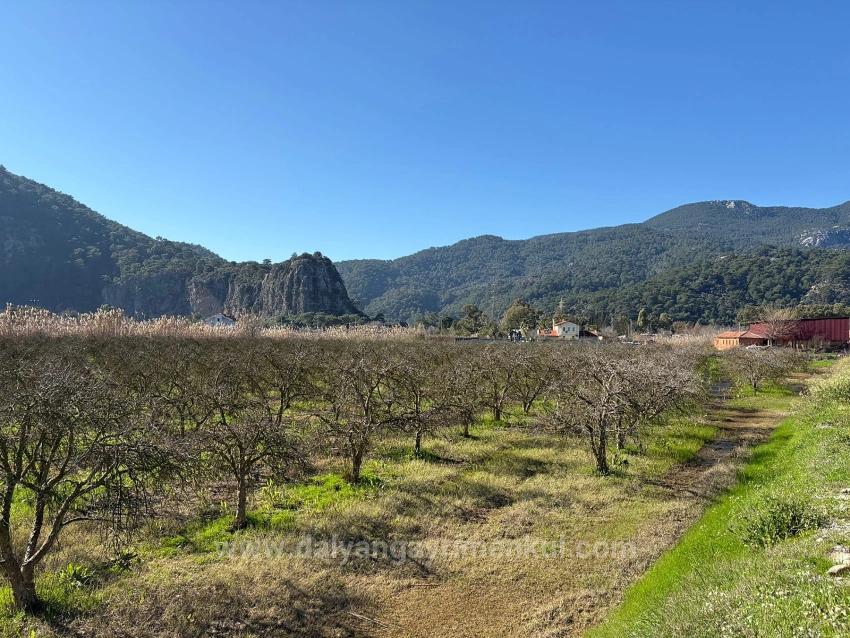 Продается Земельный Участок Площадью 5985 М2 В Дальяне, Зонированный Под Виноградник/Фруктовый Сад С 5% Площади.