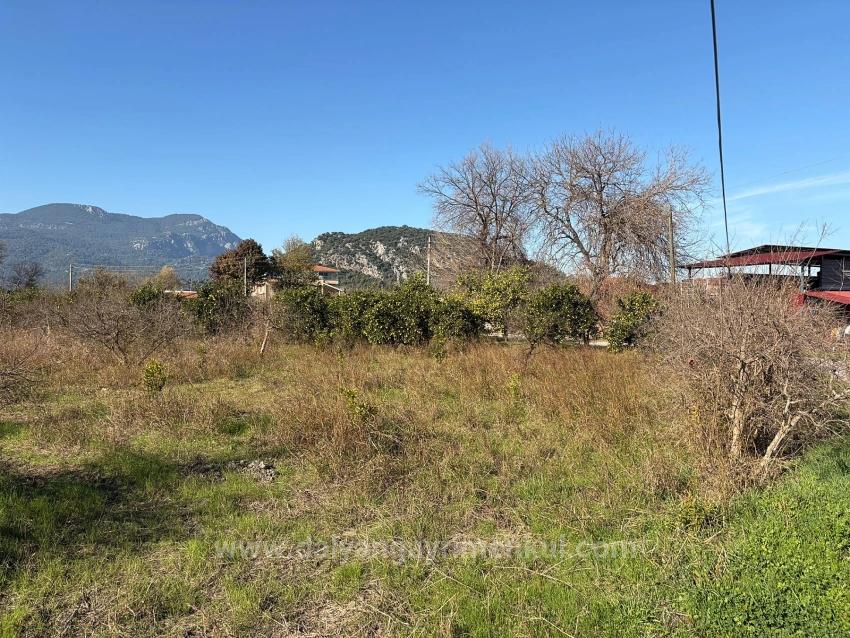 Продается Сад Площадью 4541 М² В Дальяне.