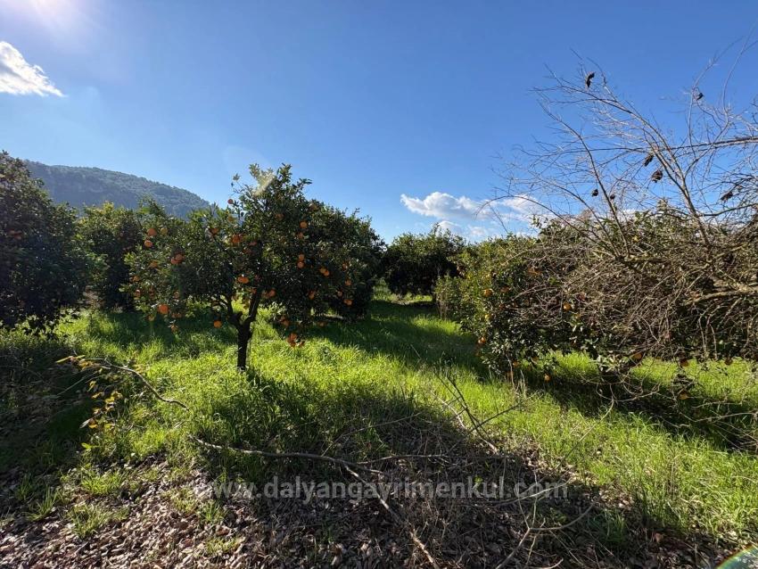 Продается Земельный Участок Площадью 4326 М² В Жилом Районе Окчулар.