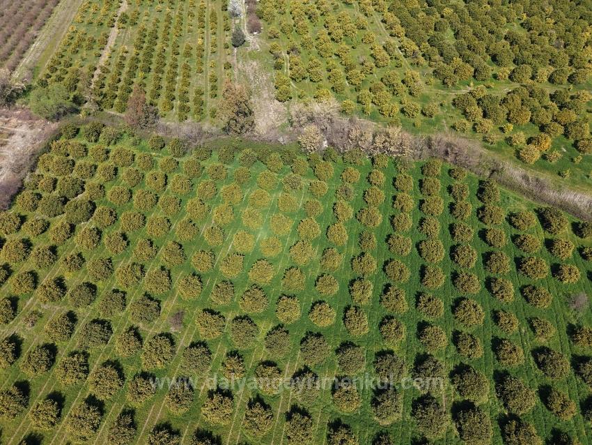 Виноградник Бахче Площадью 17.550 М2 На Продажу Недалеко От Центра Дальяна