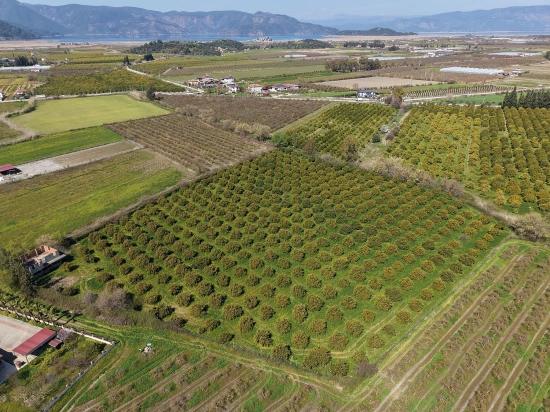 Виноградник Бахче Площадью 17.550 М2 На Продажу Недалеко От Центра Дальяна