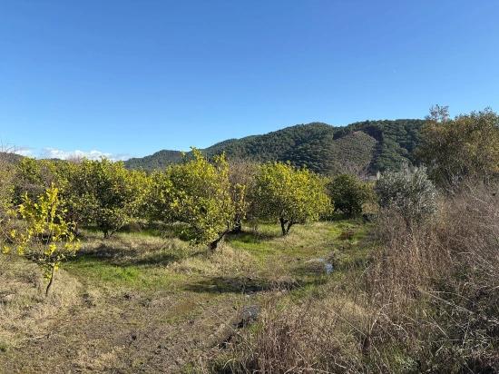 Продается Отдельно Стоящий Земельный Участок Площадью 23 000 М² В Тепеарасы.