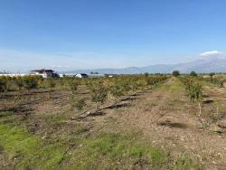 Для Продажи Поле в Eskiköy Ortaca - Под Поле застройку - 21.500 m²