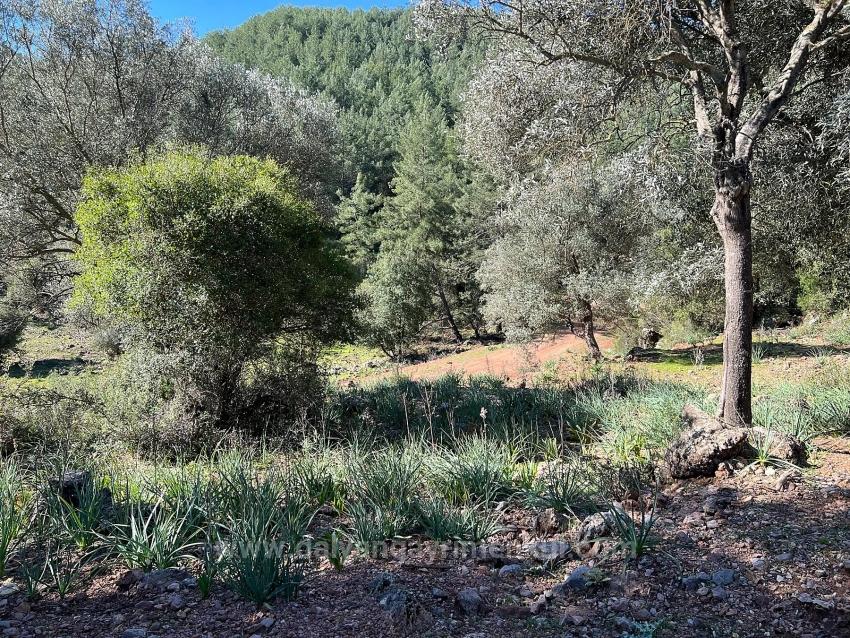 Gökbel'de Doğa Ve Orman İçerisinde Satılık Tarla