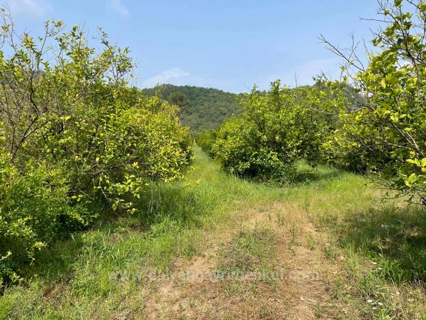 Gökbel'de İztuzu Plajı Yoluna Sıfır 7800M2 Satılık Arazi