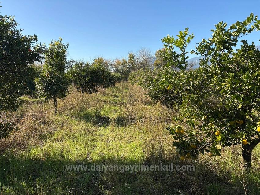 Dalyan'da 4.541M2 Satılık Bahçe