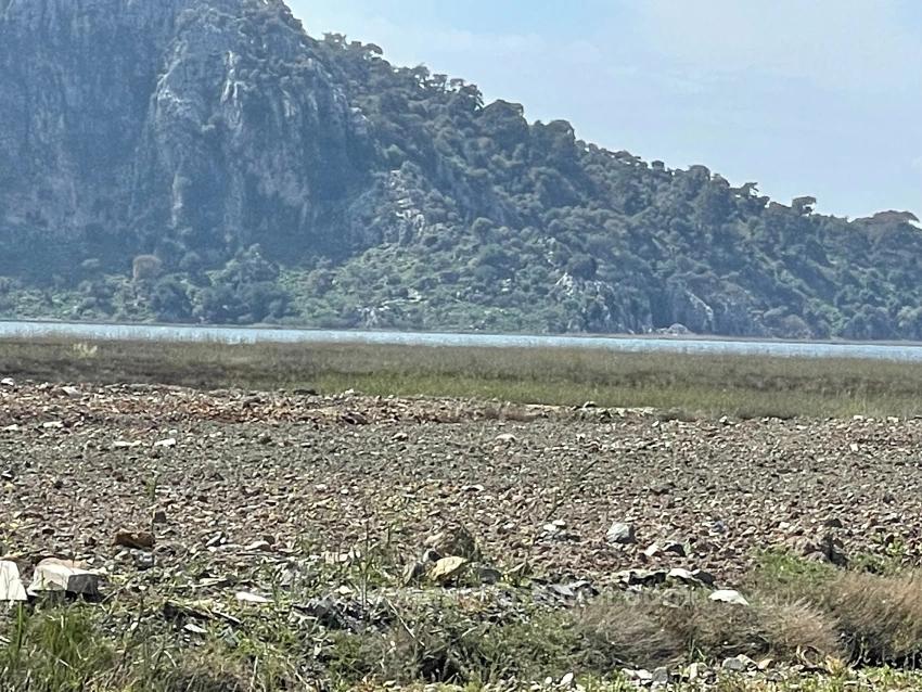 Dalyan İztuzu Plaj Yoluna Sıfır 19.600M2 Satılık Tarla