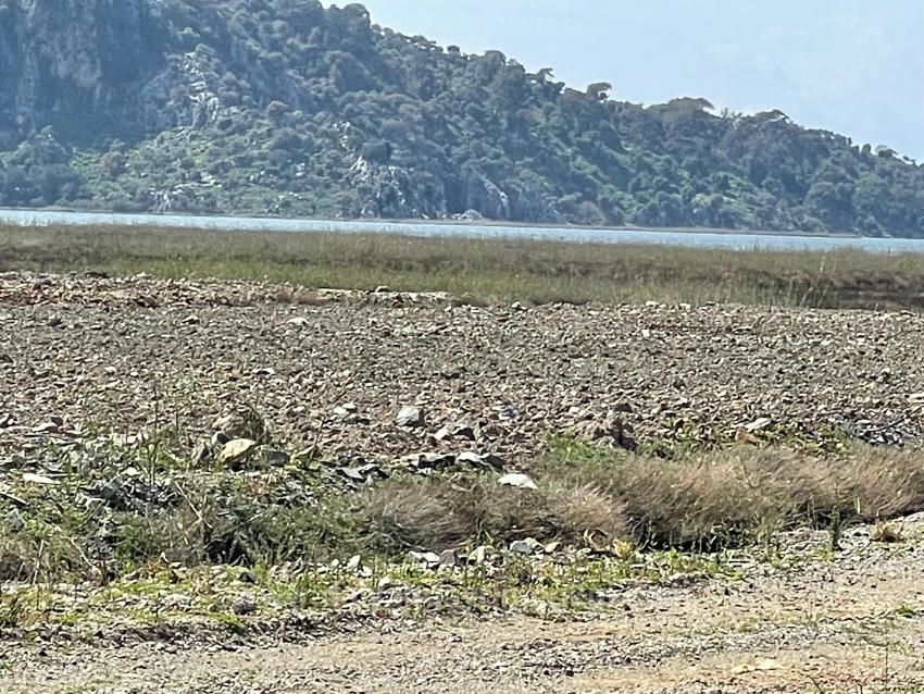 Dalyan İztuzu Plaj Yoluna Sıfır 19.600M2 Satılık Tarla